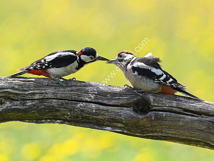 Woodpecker feeding in buttercup field