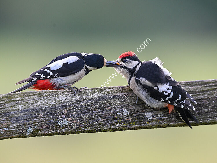 Woodpecker feeding young