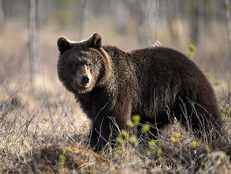 Young bear