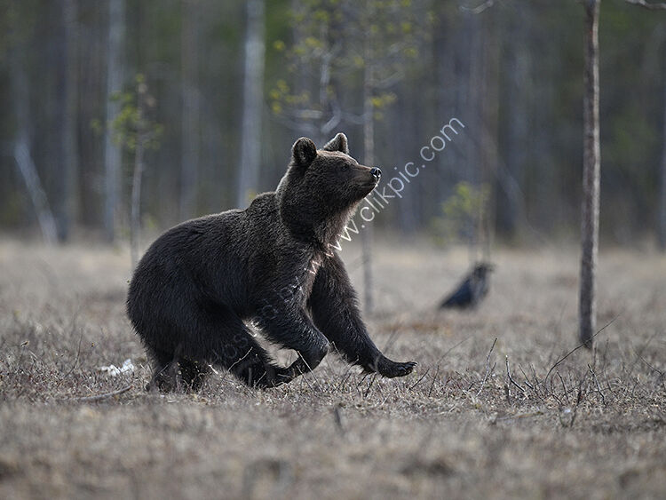 Young bear running
