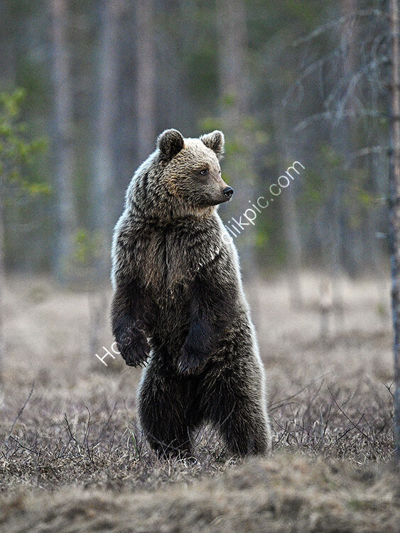 Young bear standing