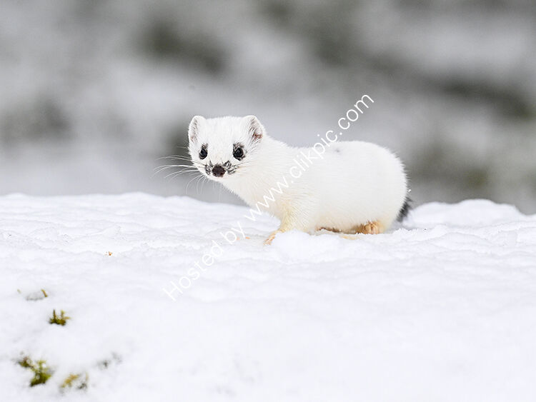 Young stoat in ermine