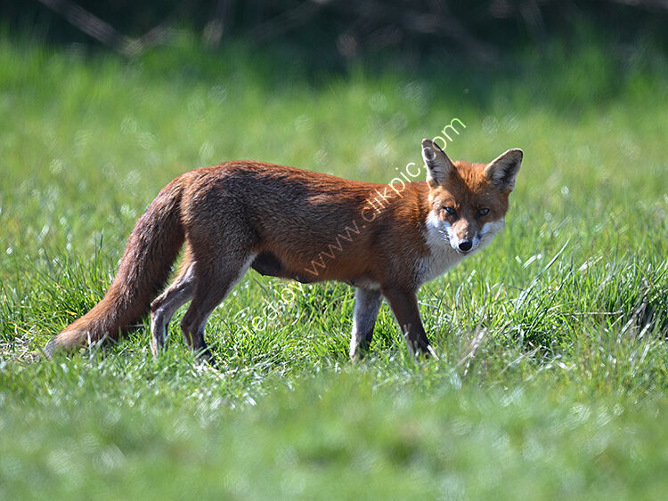 Young vixen