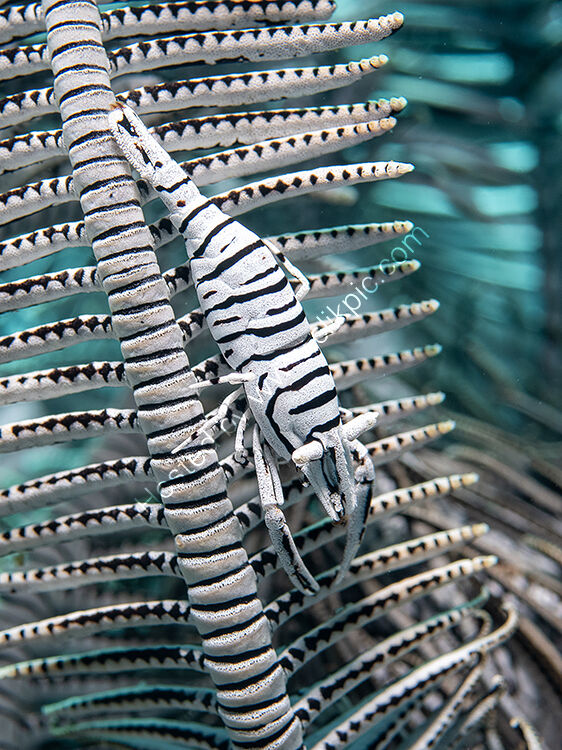 Zebra shrimp