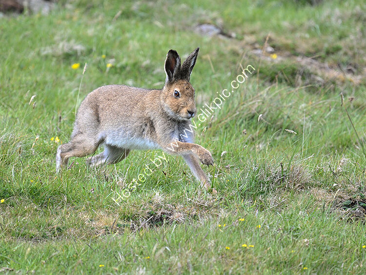 irish hare jumping