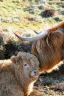 Highland Cattle