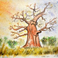 Baobab - Adansonia digitata