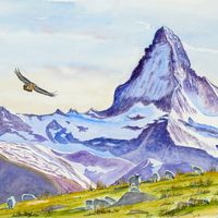 Cervin, moutons et gypaète - Matterhorn