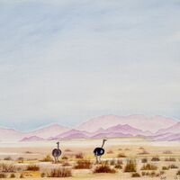 Deux autruches dans le désert du Namib