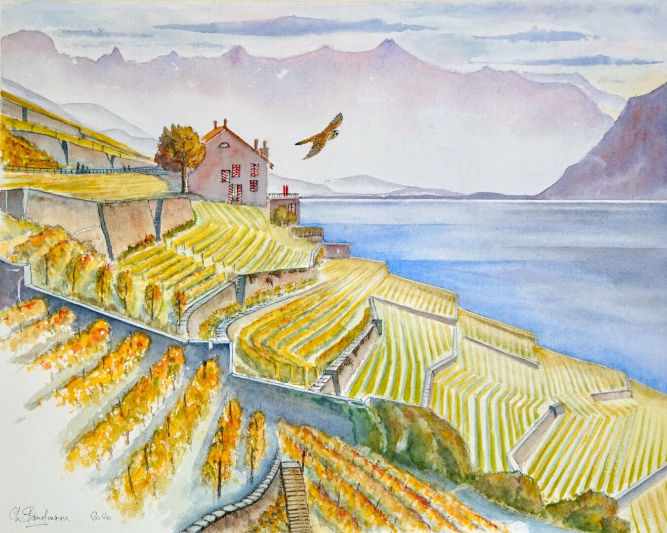 Lavaux et faucon crécerelle (VD)