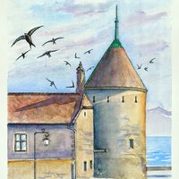 Martinets au château de Rolle