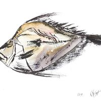 Poisson du marché de Kanazawa, Japon