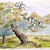 Vieil arbre du Jura