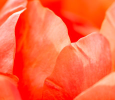 Cultivated or Garden