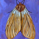 YELLOW MOTH