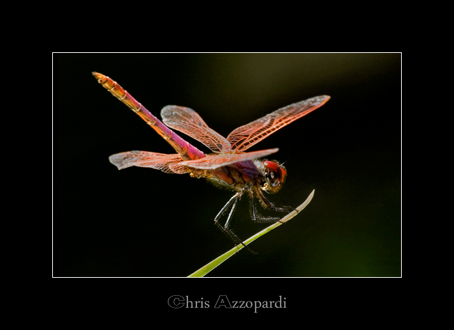 Dragonfly