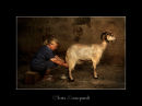 Milking Goat 1
