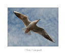 Sea Gull