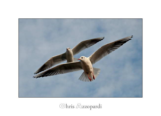 Sea Gulls