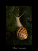 Snail