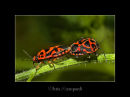 Soldier Bugs