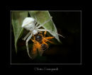 Crab Spider and Bee