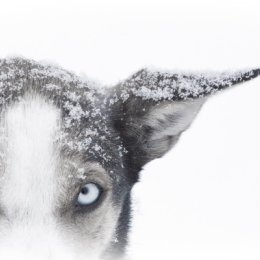 5000 - jukkasjarvi one