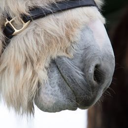 5007 - agriculture show, nose