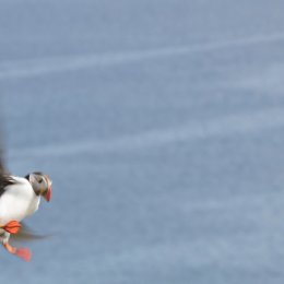 5004 - shetland puffin one
