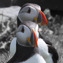 5005 - shetland puffin two