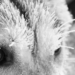 5001- jukkasjarvi two