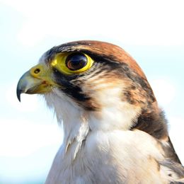 5008 - red kite 'over the road'