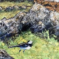 Wagtail & Rocky Shores