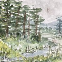 Sea Eagle over Knock