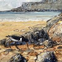 Oystercatcher at Calgary