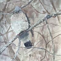 Winter Wood Pigeon