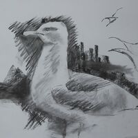 Day 2 - Fidra