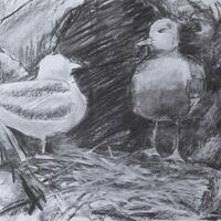 Day 6 - St Abbs Harbour