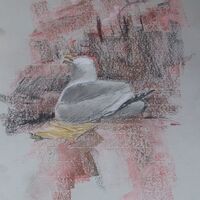 Day 6 - St Abbs Harbour