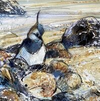 Lapwing Shores #3