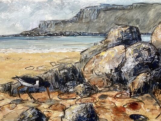 Oystercatcher at Calgary