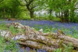 Bluebells in Crackley Woods, Kenilworth