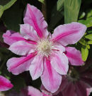 Clematis