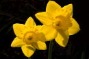 Daffodils (Narcissus)