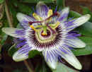 Passion Flower