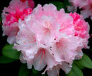 Rhodedendron