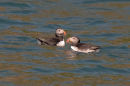 Puffins (Fratercula arctica) off Skomer