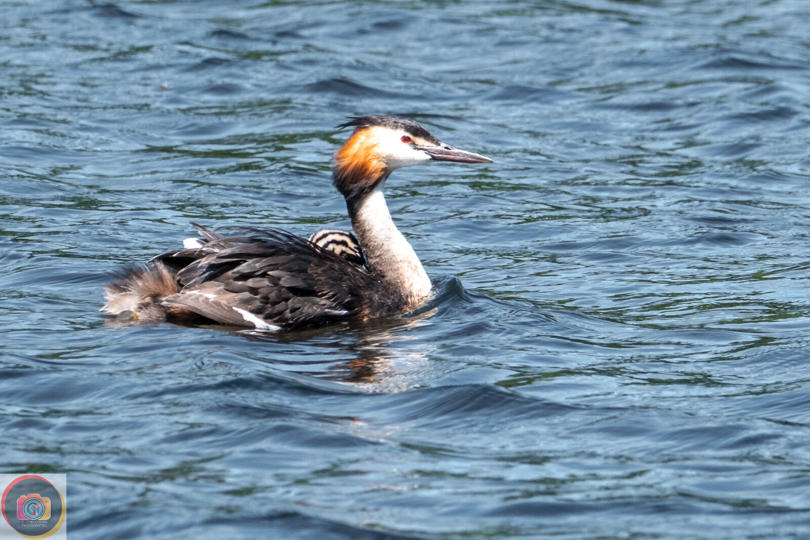 Grebe-1