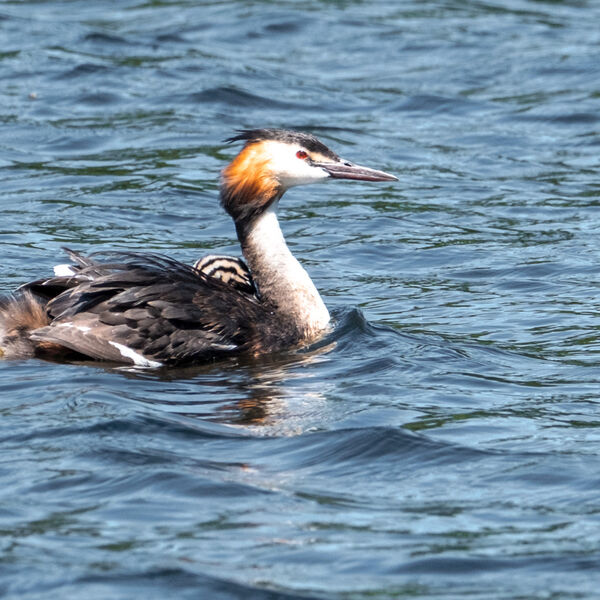 Grebe-1