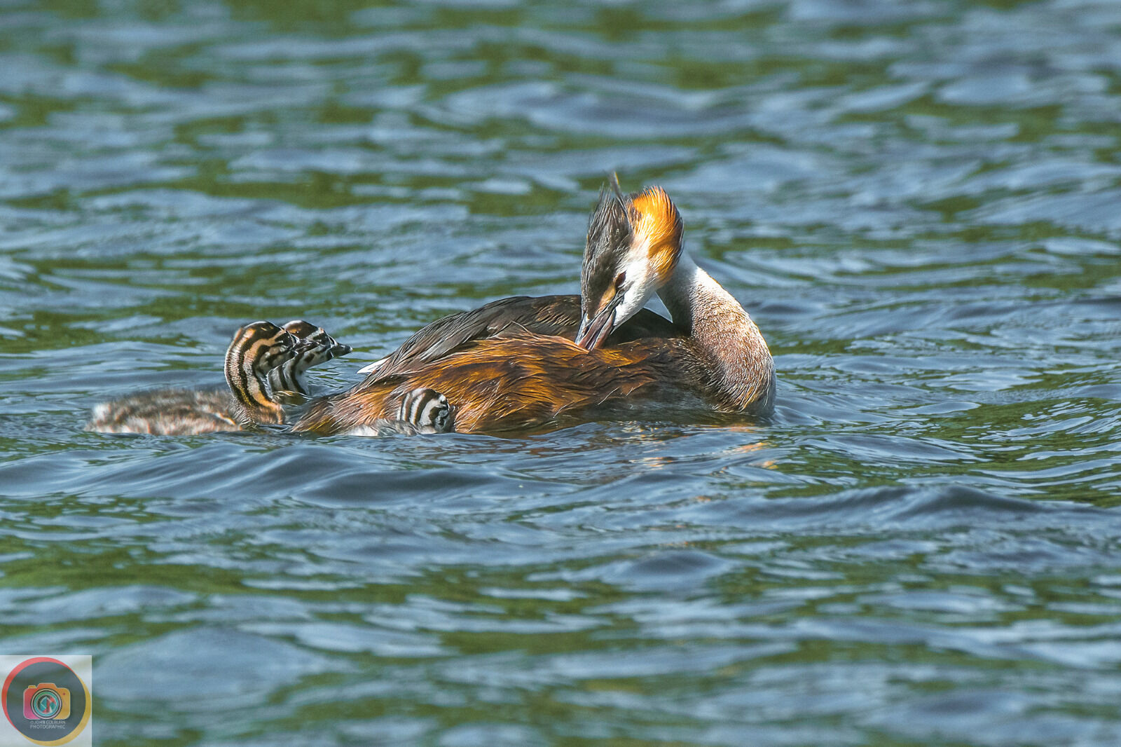 Grebe-2